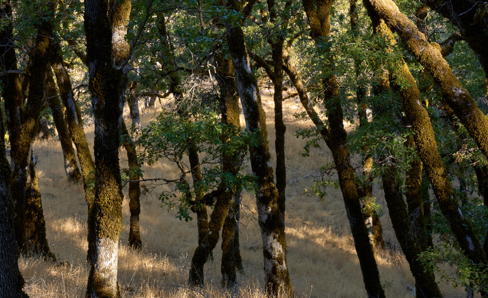 Sunlit forest with moss-covered tree trunks and dry grass on the forest floor