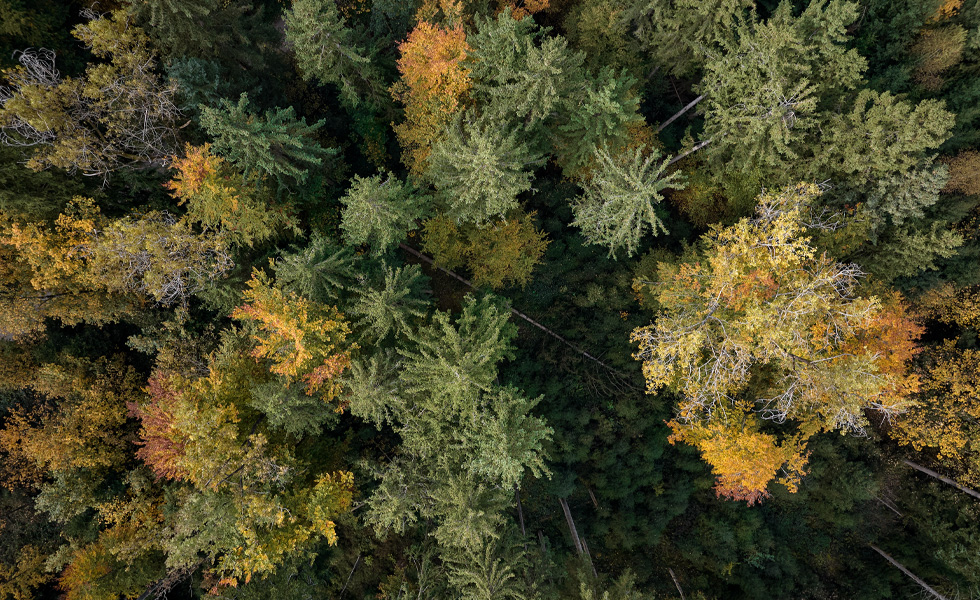 Aerial view of dense forest with green and autumn-coloured trees.